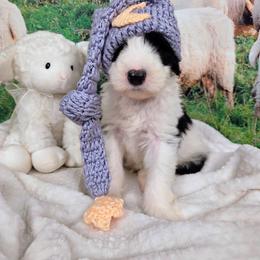 Sebastian - Gray and white male Sheepadoodle puppy in Cornelia, Georgia from Yates Family Farm