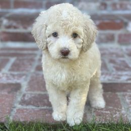 Bella - Cream female Goldendoodle puppy in Los Angeles, California from LA’s Favorite Puppies