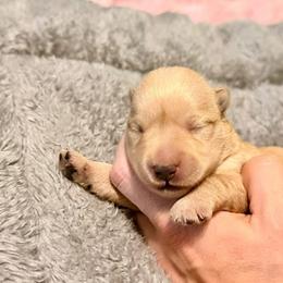 Red Wheaten Female - Wheaten female Scottish Terrier puppy in Puyallup, Washington from Rainier Scotties