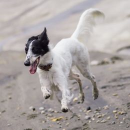Silken Windhounds from Beloved Silken Windhounds