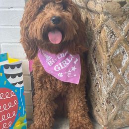 Goldendoodle Puppies from Hilltop Mini and Teddy Bear Doodles