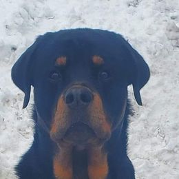 American Bully and Rottweiler All Grown Up from White's K9 Connection