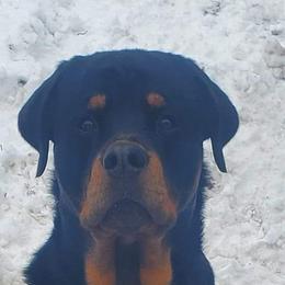 American Bully and Rottweiler All Grown Up from White's K9 Connection