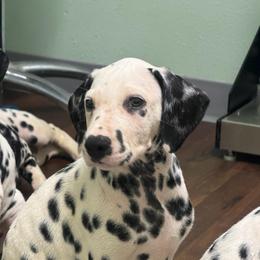 Bluebell - White and black male Dalmatian puppy in Austin, Texas from Dazzling Dalz