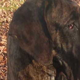 Great Danes from Port Bay Danes