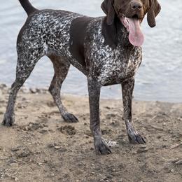 German Shorthaired Pointers from Aleshia Hissem