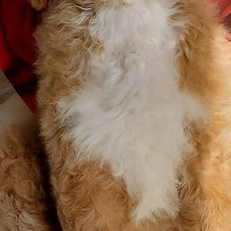 Miniature Schnauzers and Poodles from 406mt schnauzers