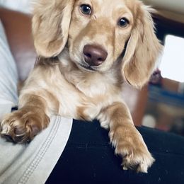 Oliver - Dachshund