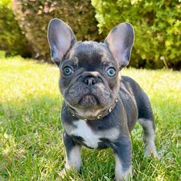 Guff - Tricolors male French Bulldog puppy in Shasta Lake, California from Mt Shasta Frenchies