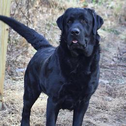 Dutton - Black male Labrador Retriever puppy in Dunnellon, Texas from Belle Rose Labradors