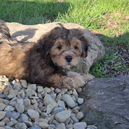 Girl 1 - Chocolate female Cavapoo puppy in Medina, Ohio from Momma's Minis