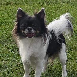 Remy - Chihuahua