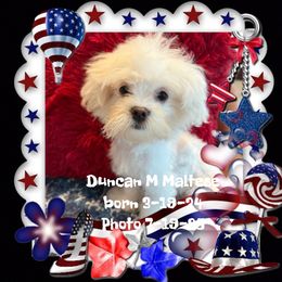 Duncan M Maltese - White male Maltese puppy in Silverhill, Alabama from Malteseuluv’s Tiny Treasurers