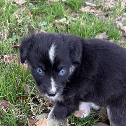 Amari - Black tri-color female Australian Shepherd puppy in Mount Vernon, Texas from RJ's Aussie Posse