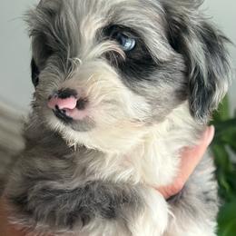 Girl 1 - Blue merle female Aussiedoodle puppy in Scottsboro, Alabama from Lisa’s Curly Puppies