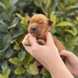 Male 2, Red - Dark golden male Golden Retriever puppy in Utah from Deseret Peak Goldens