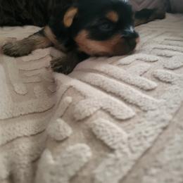 Boy 1 - Blue and gold male Yorkshire Terrier puppy in Vernon, New Jersey from Chestnut Yorkies