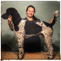 Max - Poodle