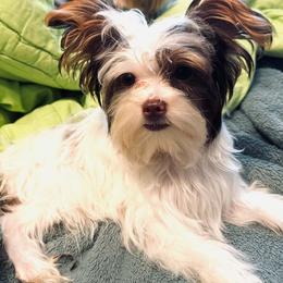Yorkshire Terrier Puppies from Thankuyorkies