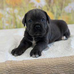 Beau - Gray male Cane Corso puppy in Loogootee, Indiana from Walnut Creek Cane Corso