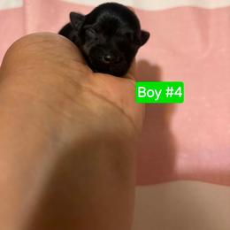 Boy 4 - Black and tan male Yorkshire Terrier puppy in Mobile, Alabama from Southern Elite Yorkies