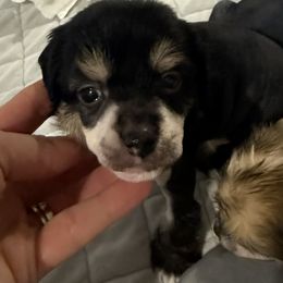 Snoopy - Black and tan male Chinese Crested puppy in Dublin, California from Show Style Chinese Cresteds