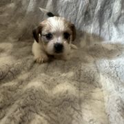 Gray Collar - Liver and white female Shorkie puppy in Staten Island, New York from Sensational Shorkies