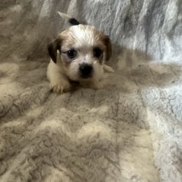 Gray Collar - Liver and white female Shorkie puppy in Staten Island, New York from Sensational Shorkies