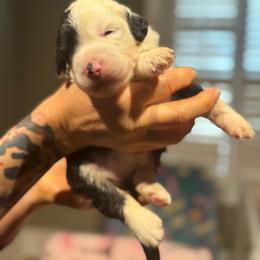 CHEESECAKE - Black and white female Sheepadoodle puppy in Riverside, California from Downtown Doodles & Frenchies