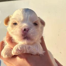 CKC Benny - White male Shih Tzu puppy in Skipperville, Alabama from Nay Nay’s Babies