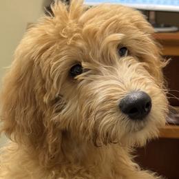Mary Kate - Apricot female Goldendoodle puppy in Sarasota, Florida from Doodle Lovin