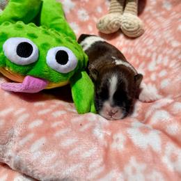 Pua - Brown and white female Shichon puppy in Bushnell, Florida from Diamond Belle Puppies, LLC