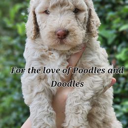 Goldendoodle, Old English Sheepdog, Poodle, Schnoodle, and Sheepadoodle Puppies from For the LOVE of Poodles and Doodles