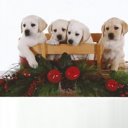 Labrador Retriever Puppies from Lake Wood Labrador's