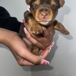 Yorkshire Terrier Puppies from A yorkie palace
