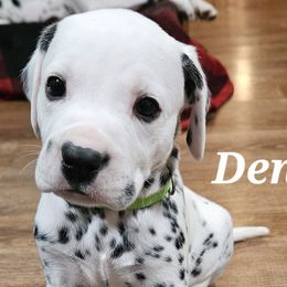 Denver - White and black Dalmatian puppy in Livonia, Missouri from Buttonridge Dalmatians
