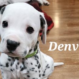 Denver - White and black Dalmatian puppy in Livonia, Missouri from Buttonridge Dalmatians