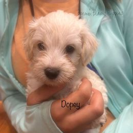 Dopey - White male Schnoodle puppy in Sedalia, Missouri from Farmer Brown's Puppies