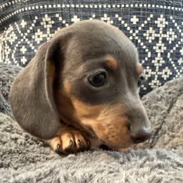 Hallie Skye - Blue and tan female Dachshund puppy in Chesterfield, Virginia from Dachshund’s of Elko Farms