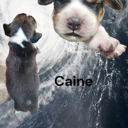 Caine - Black fawn and white male Beagle puppy in Brockway, Pennsylvania from Sugar Hill Hounds
