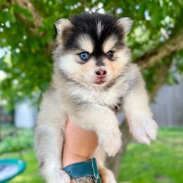 Selene - Silver and white female Pomsky puppy in Wausau, Wisconsin from Arctic Star Pomskies