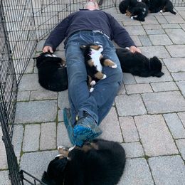 Bernese Mountain Dog Puppies from Locust Hill Berners