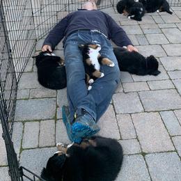 Bernese Mountain Dog Puppies from Locust Hill Berners