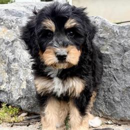 Brown Collar Boy - Tri-color male Bernedoodle puppy in Ogden, Utah from Salty Point Doodles