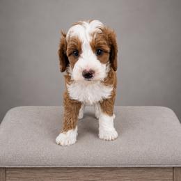 Beth - Red  female Goldendoodle puppy in Floyd, Virginia from Hearts and Paws Poodles and Doodles