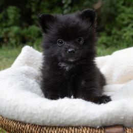 Muffin - Black female Pomeranian puppy in Grayslake, Illinois from Lamon’s Pom & Polar Pups
