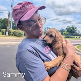 Sammy - Buff female Cockapoo puppy in Sunset, Louisiana from Cano Cockapoos