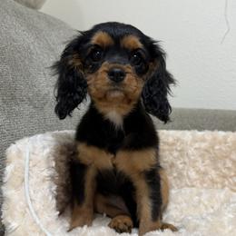 Girl 1 - Tri-color female Cavalier King Charles Spaniel puppy in Spokane Valley, Washington from Olga's Cavalier King Charles Spaniels