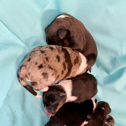 Aussiedoodle, Australian Shepherd, and Toy Australian Shepherd Puppies from Circle B Farms