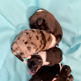 Aussiedoodle, Australian Shepherd, and Toy Australian Shepherd Puppies from Circle B Farms